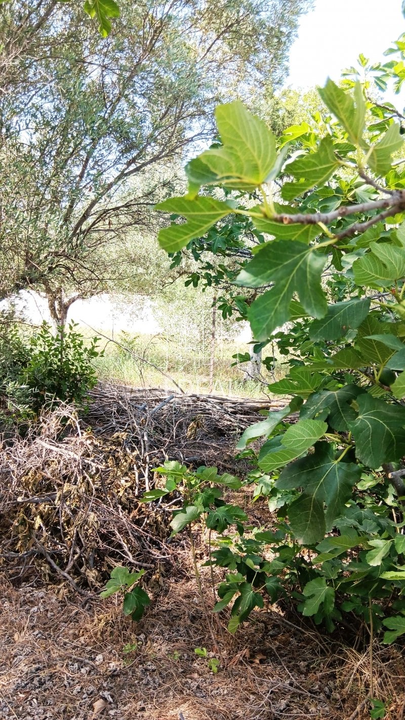 Poljoprivredno zemljište na prodaju u Potamosu, Epanomi · fotografija 4