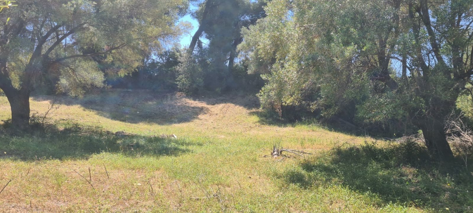 Poljoprivredno zemljište na prodaju – Sitonija, Elija · fotografija 8