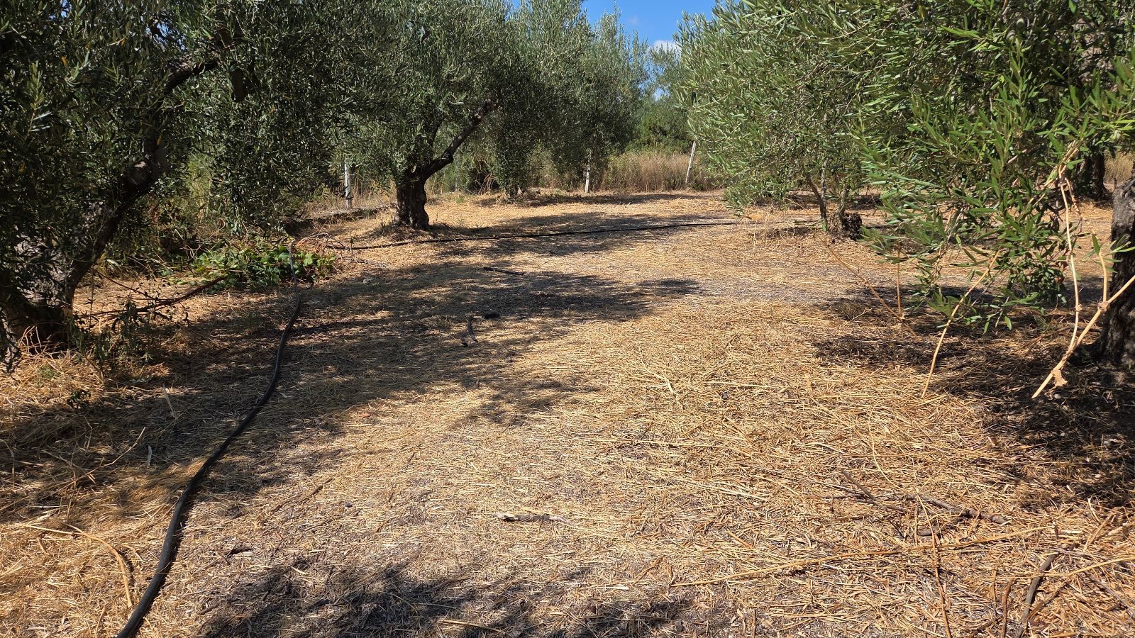 Poljoprivredno zemljište na prodaju – Ormilija, Psakudija · fotografija 5