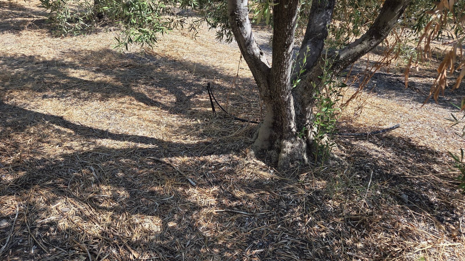 Poljoprivredno zemljište na prodaju – Ormilija, Psakudija · fotografija 7