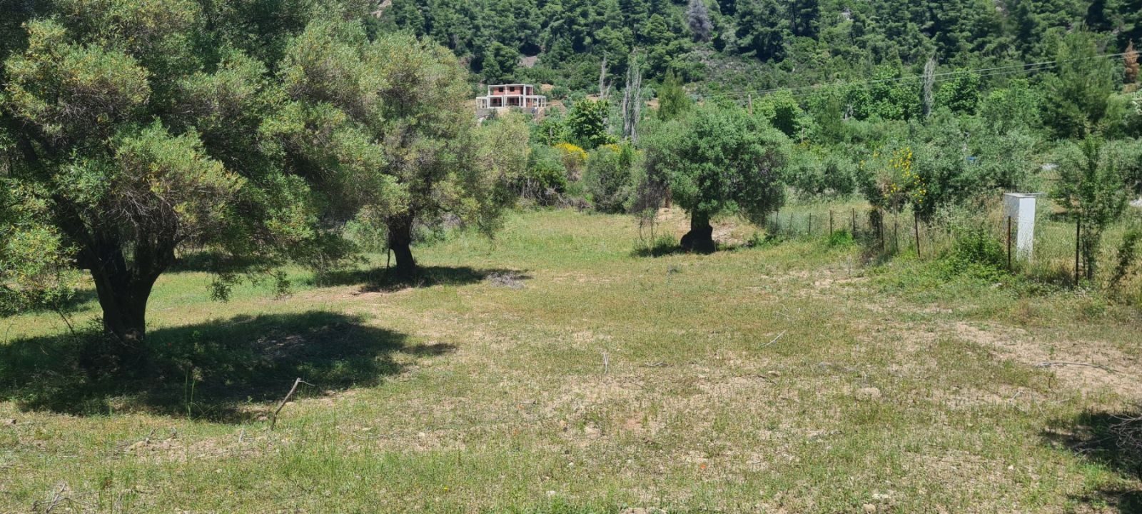 Poljoprivredno zemljište na prodaju – Sitonija, Elija · fotografija 2