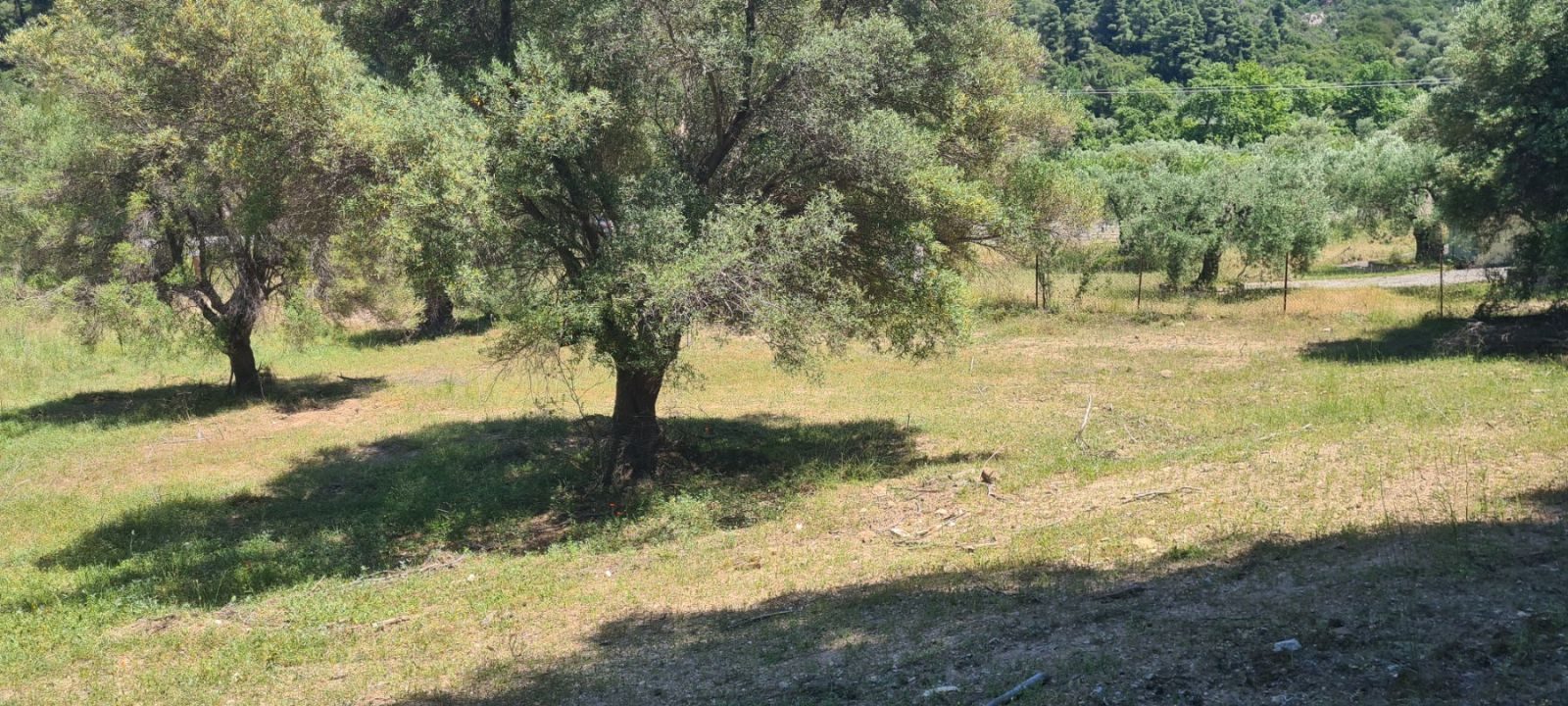 Poljoprivredno zemljište na prodaju – Sitonija, Elija · fotografija 4