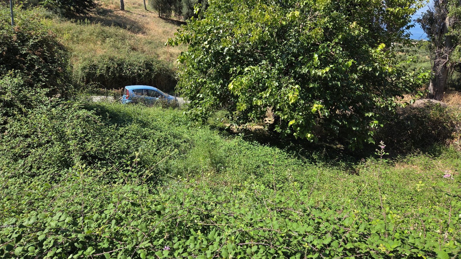 Plac na prodaju – Sitonija, Partenonas