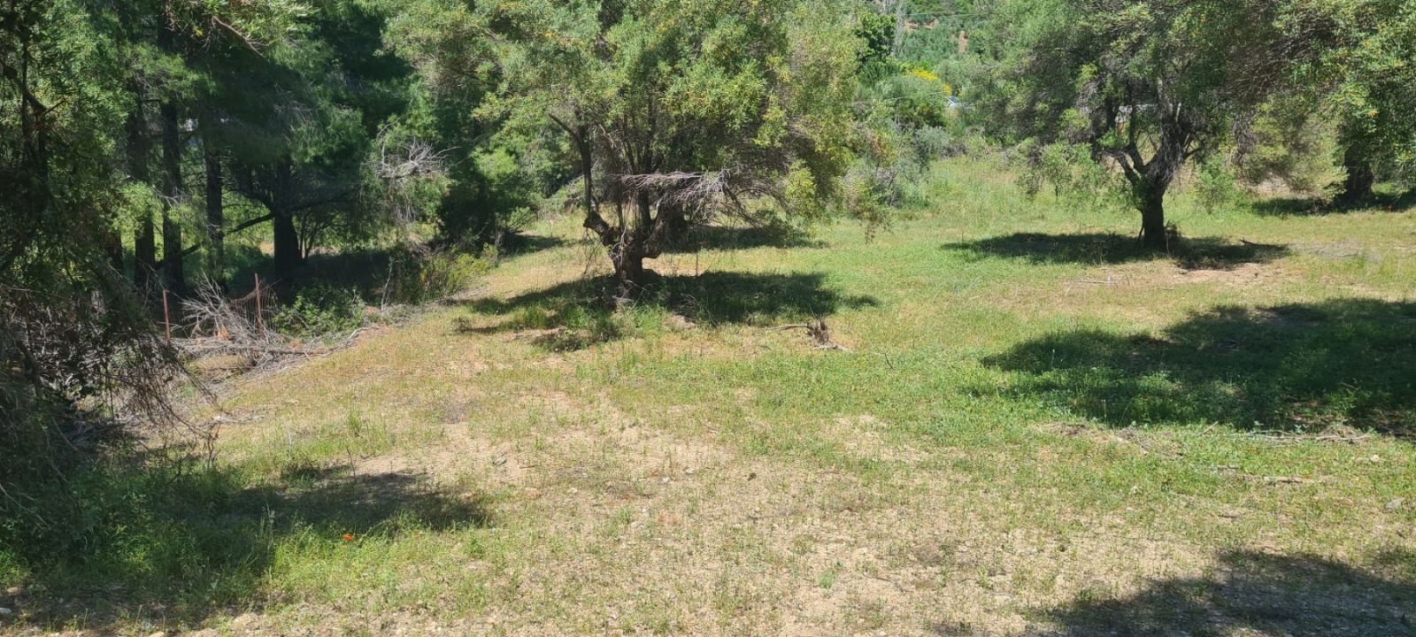 Poljoprivredno zemljište na prodaju – Sitonija, Elija · fotografija 5