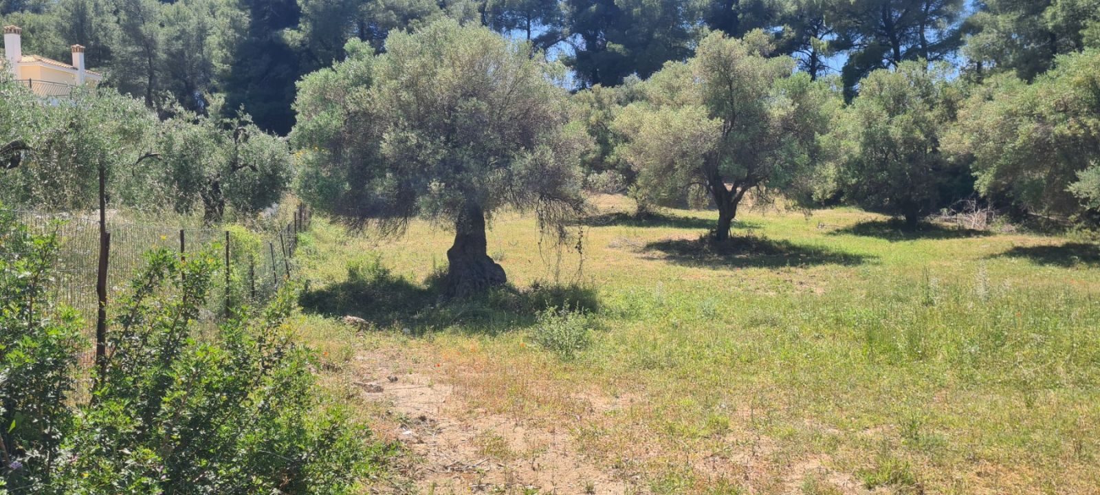 Poljoprivredno zemljište na prodaju – Sitonija, Elija · fotografija 14