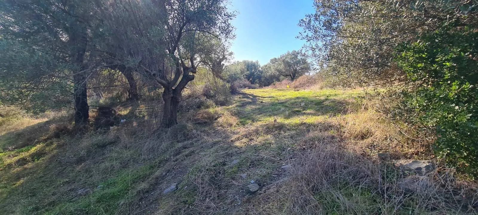 PLAC – TRIPOTAMOS · fotografija 17
