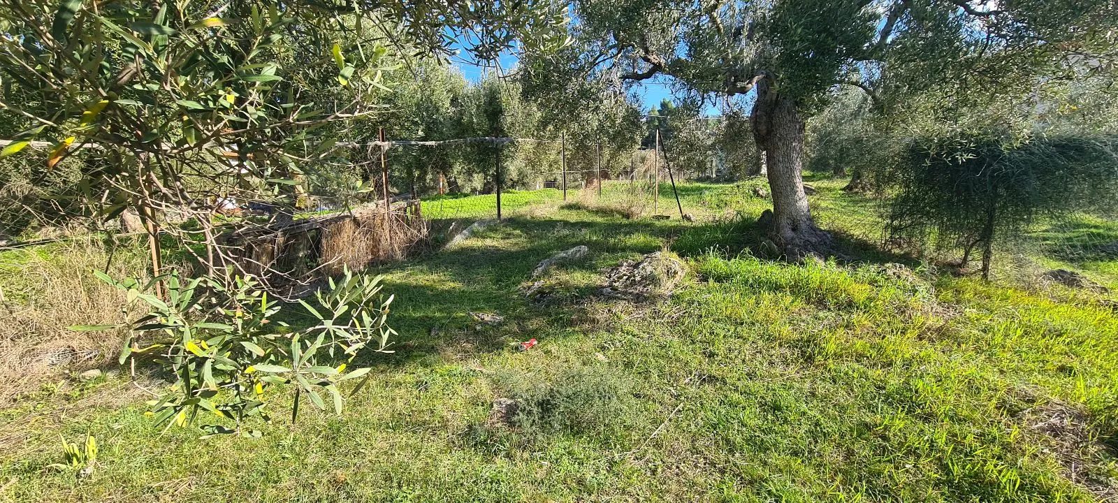 PLAC – PARADEISOS