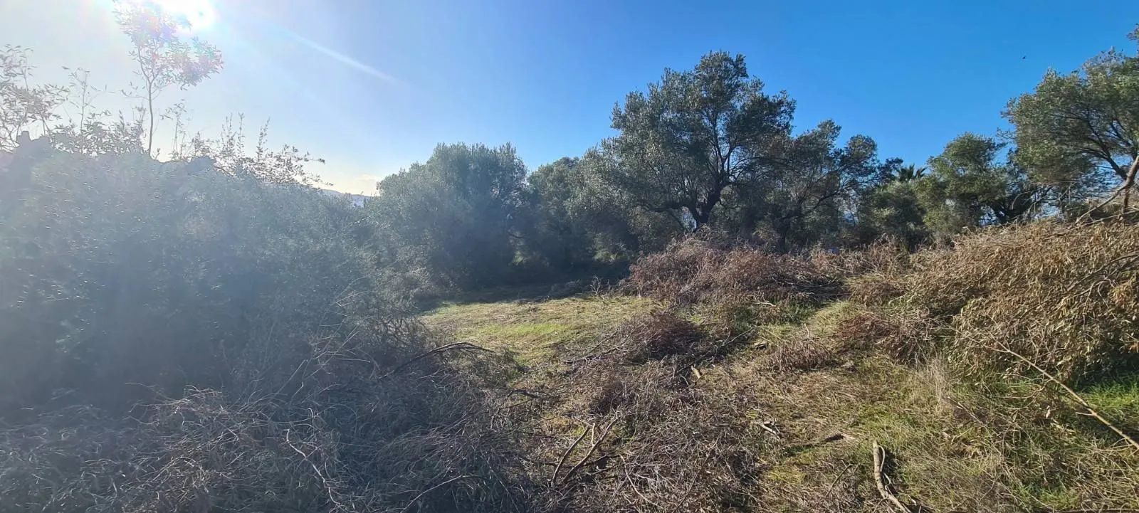 PLAC – TRIPOTAMOS · fotografija 15