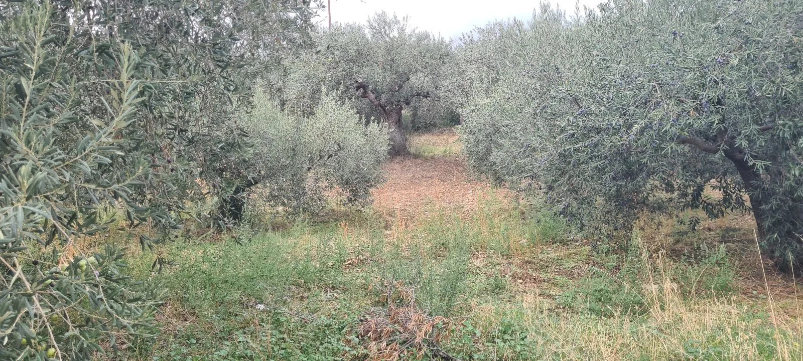 Grundstück – Pyrgadikia · Foto 9