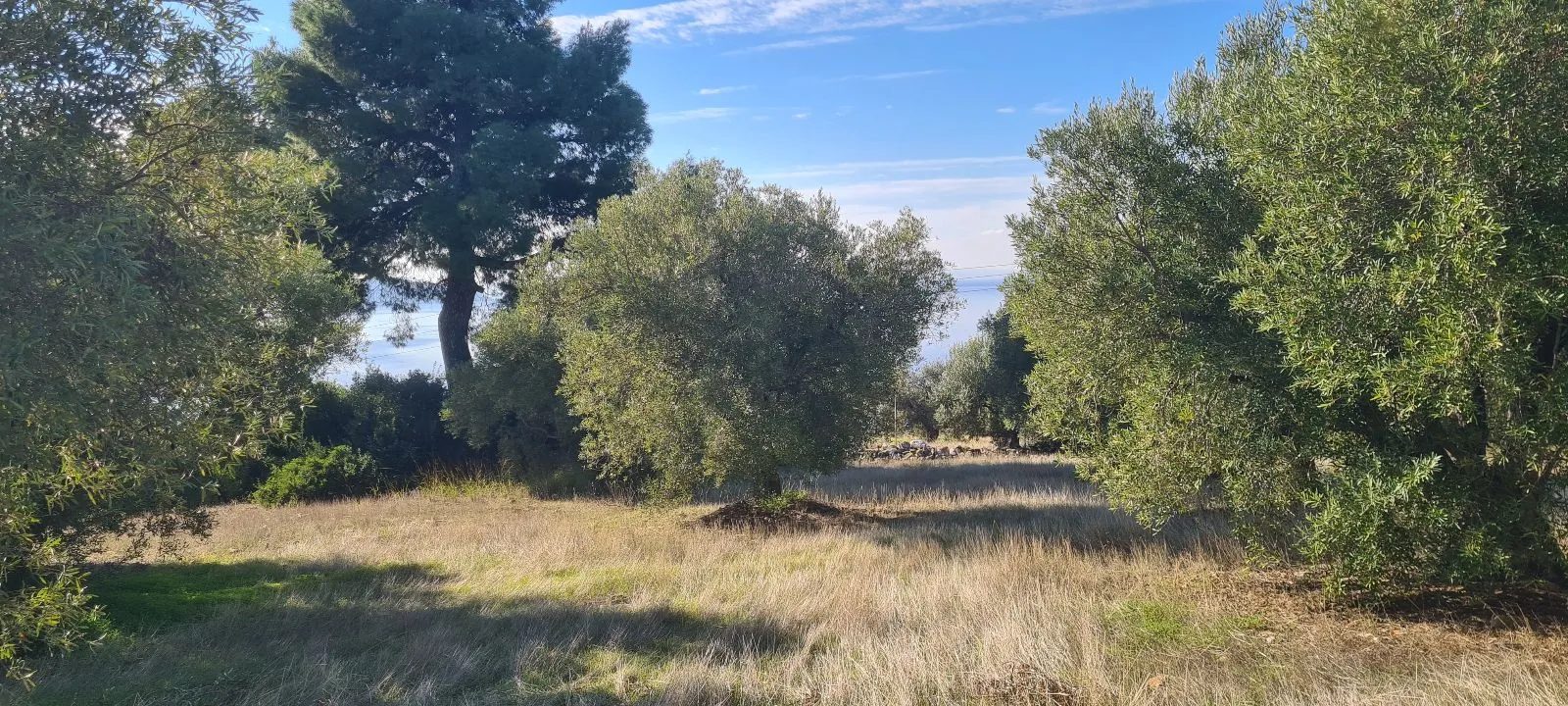 Grundstück – Paradeisos · Foto 11