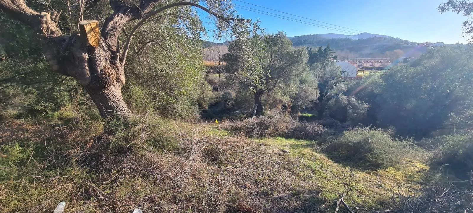 PLAC – TRIPOTAMOS · fotografija 13