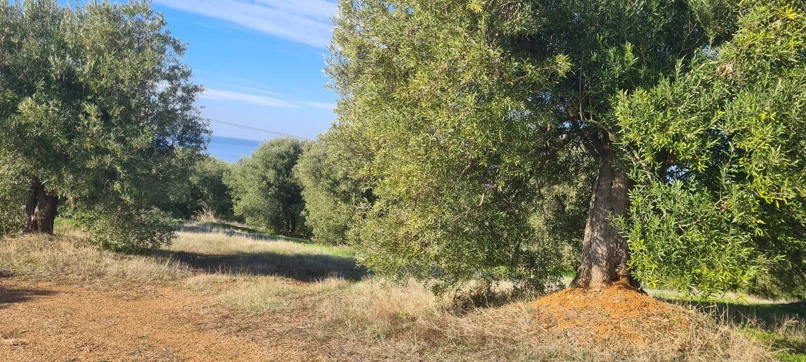Grundstück – Paradeisos · Foto 14