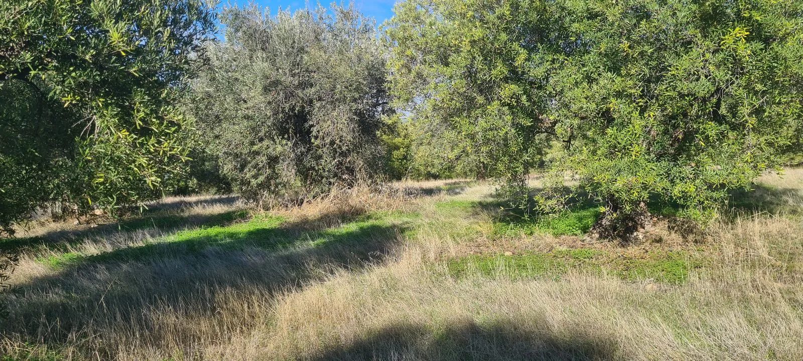 Grundstück – Paradeisos · Foto 8
