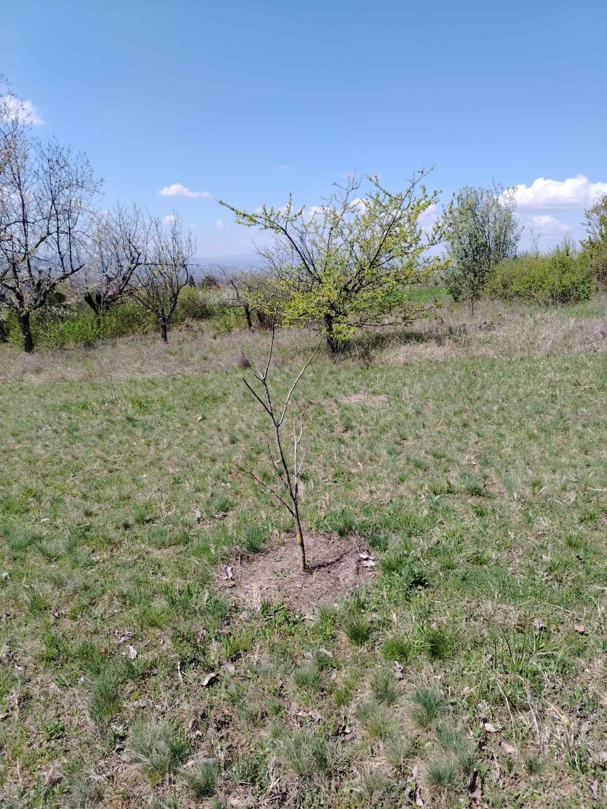 PLAC – DONJE VLASE · fotografija 2