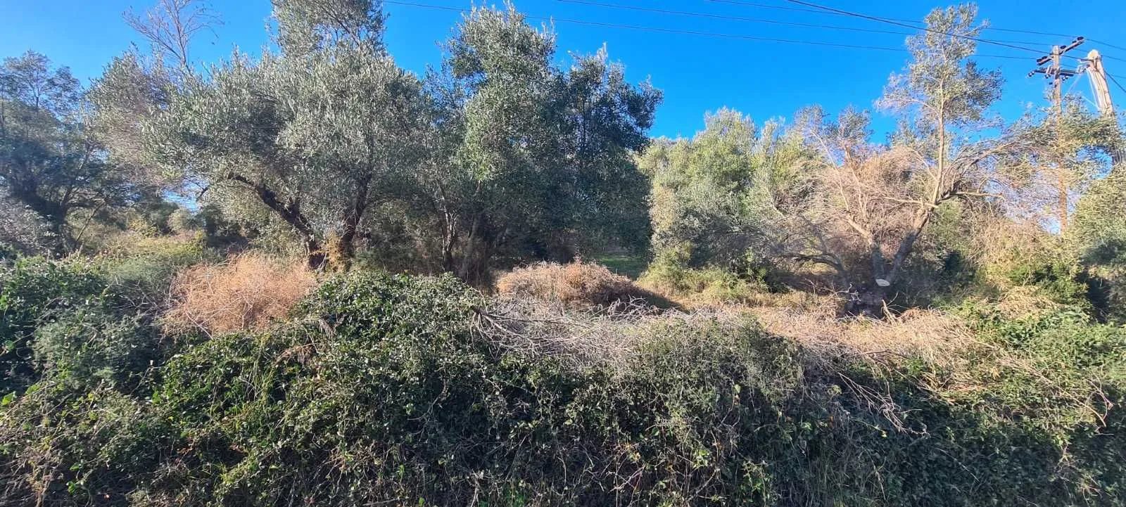 PLAC – TRIPOTAMOS · fotografija 9