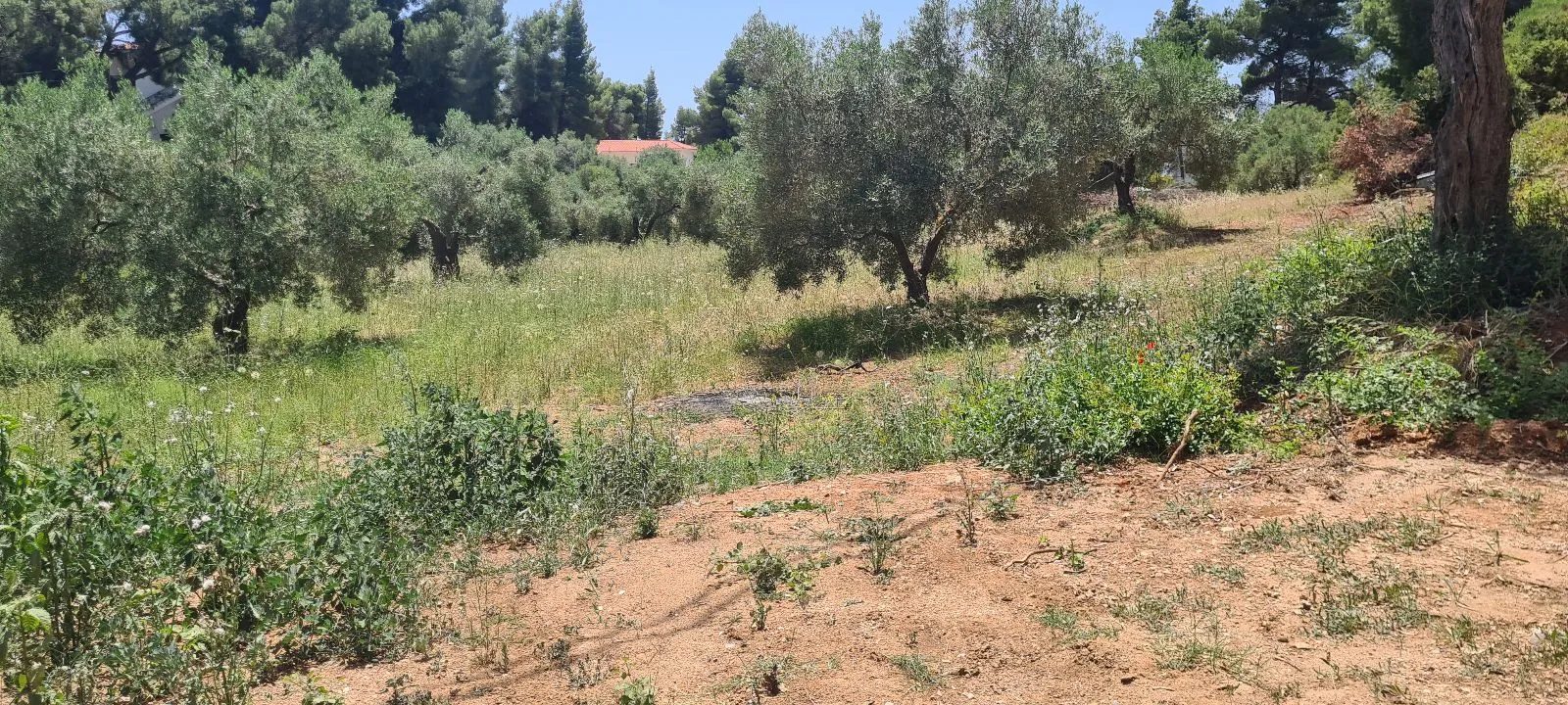 PLAC – PARALIA NIKITI · fotografija 6