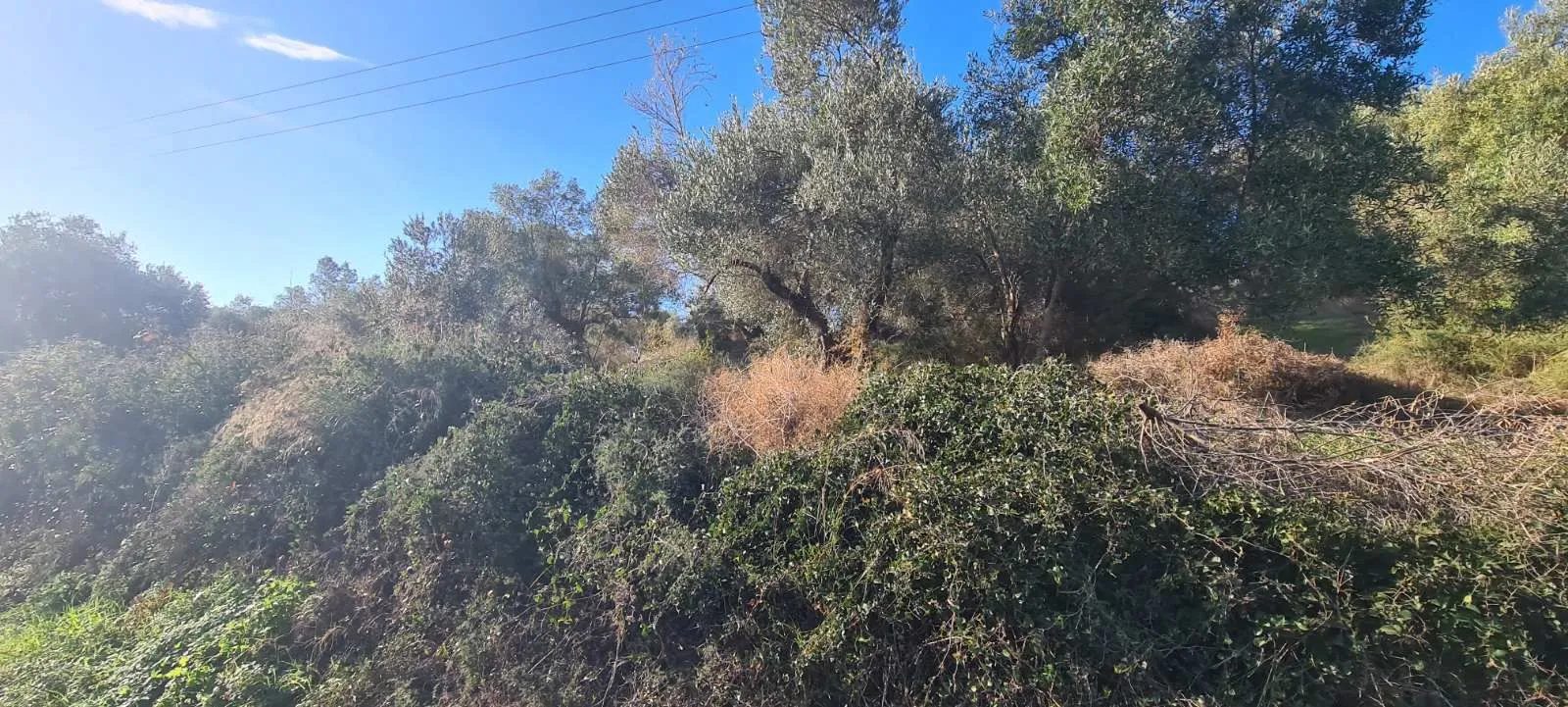PLAC – TRIPOTAMOS · fotografija 8