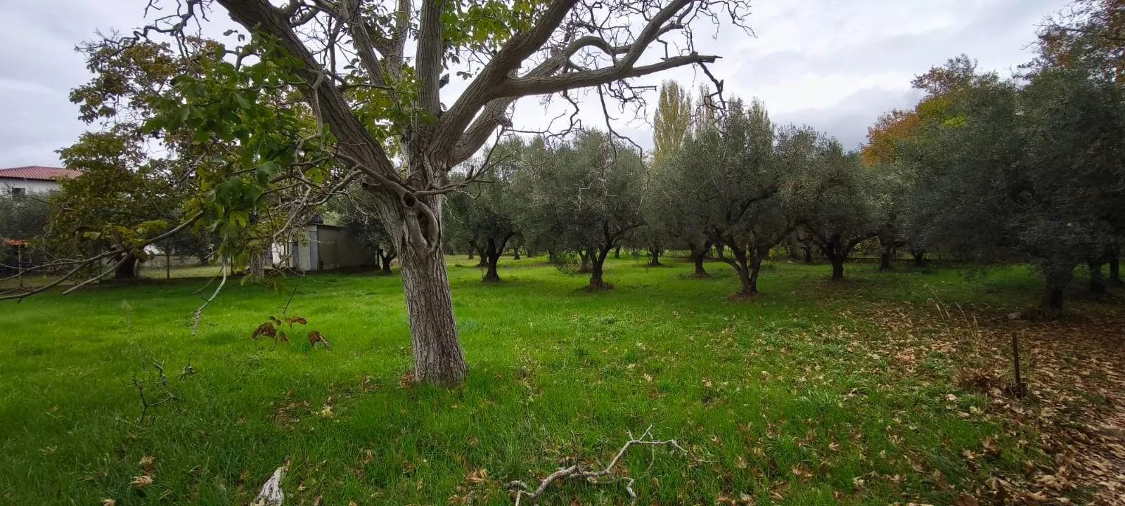 Plac – Neos Marmaras · fotografija 13